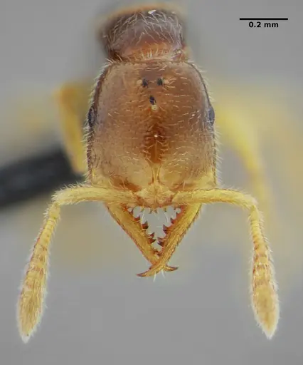 Fulakora elongata specimen UFV-LABECOL-007449 image ufv-labecol-007449_2