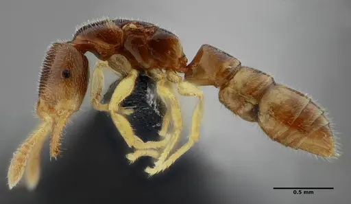 Fulakora elongata specimen UFV-LABECOL-007449 image ufv-labecol-007449_3