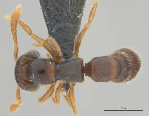 Fulakora elongata specimen UFV-LABECOL-008530 image ufv-labecol-008530_1