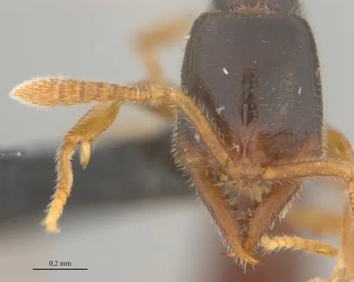 Fulakora elongata specimen UFV-LABECOL-008530 image ufv-labecol-008530_2