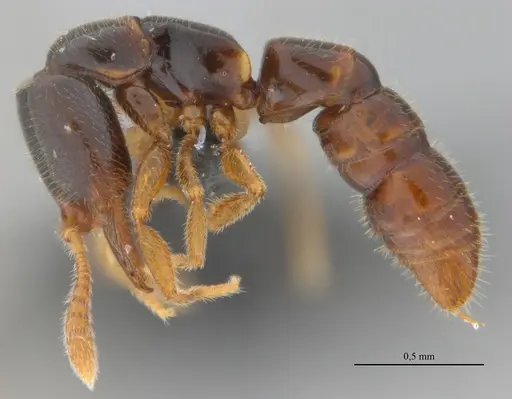 Fulakora elongata specimen UFV-LABECOL-008530 image ufv-labecol-008530_3