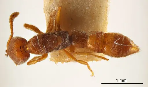 Fulakora exigua specimen ANTWEB1008133 image antweb1008133_1