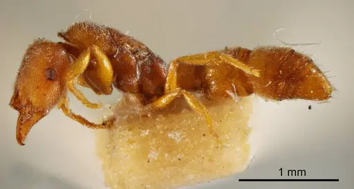 Fulakora exigua specimen ANTWEB1008133 image antweb1008133_2