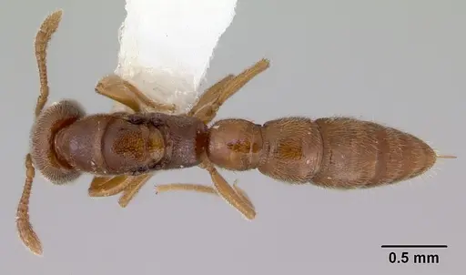 Fulakora exigua specimen CASENT0172195 image casent0172195_1