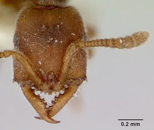 Fulakora exigua specimen CASENT0172195 image casent0172195_2