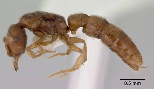 Fulakora exigua specimen CASENT0172195 image casent0172195_3