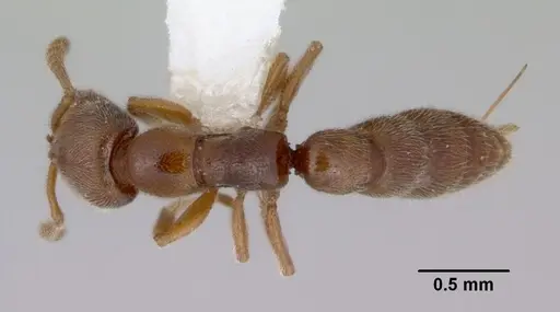 Fulakora exigua specimen CASENT0172196 image casent0172196_1