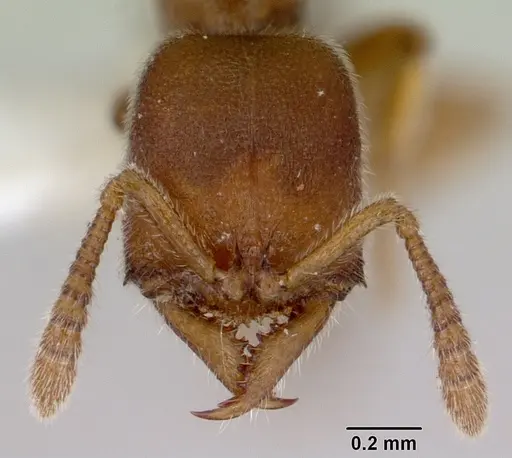 Fulakora exigua specimen CASENT0172196 image casent0172196_2