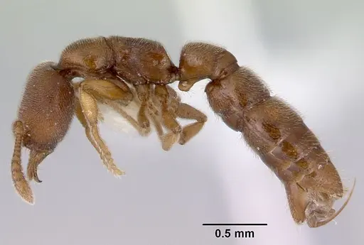 Fulakora exigua specimen CASENT0172196 image casent0172196_3