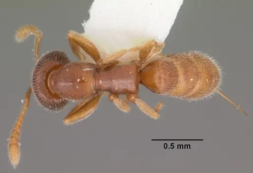 Fulakora falcata specimen CASENT0102200 image casent0102200_1