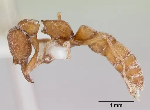 Fulakora falcata specimen CASENT0172809 image casent0172809_3