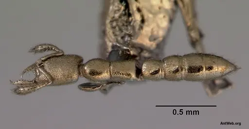 Fulakora gnoma specimen CASENT0172217 image casent0172217_1