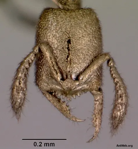 Fulakora gnoma specimen CASENT0172217 image casent0172217_2
