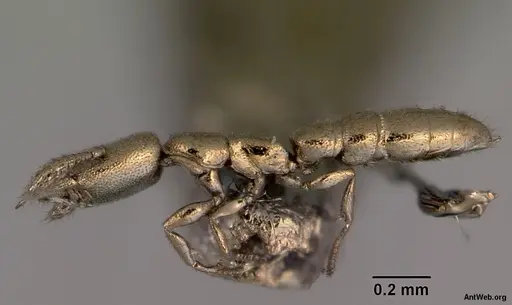 Fulakora gnoma specimen CASENT0172217 image casent0172217_3