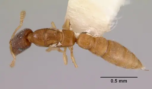 Fulakora gnoma specimen CASENT0172218 image casent0172218_1