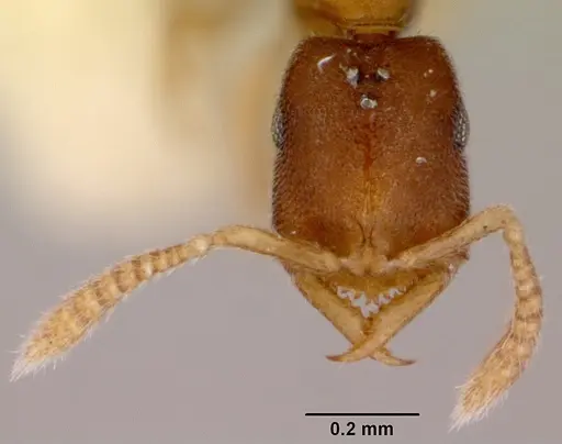 Fulakora gnoma specimen CASENT0172218 image casent0172218_2