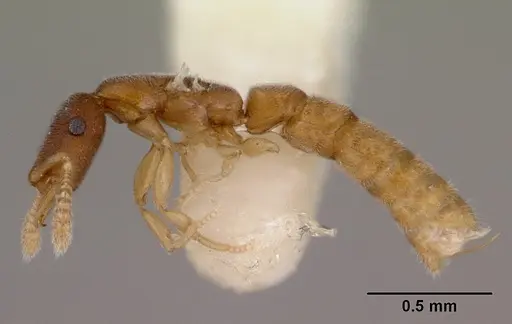 Fulakora gnoma specimen CASENT0172218 image casent0172218_3