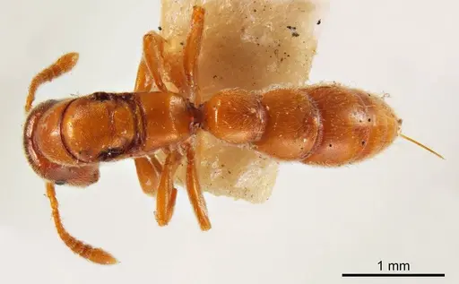 Fulakora gracilis specimen ANTWEB1008134 image antweb1008134_1