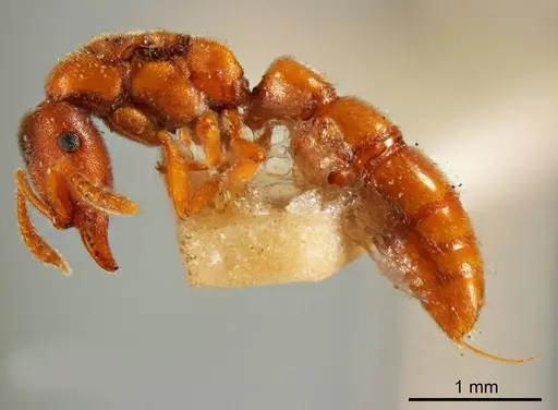 Fulakora gracilis specimen ANTWEB1008134 image antweb1008134_2