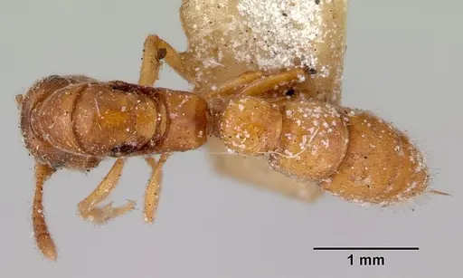 Fulakora gracilis specimen CASENT0172198 image casent0172198_1