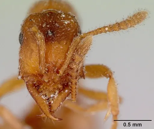Fulakora gracilis specimen CASENT0172198 image casent0172198_2