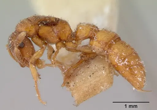 Fulakora gracilis specimen CASENT0172198 image casent0172198_3