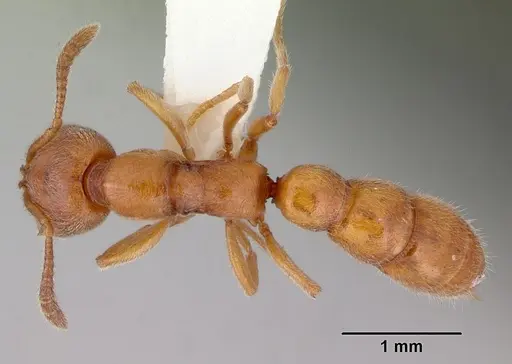 Fulakora gracilis specimen CASENT0172199 image casent0172199_1