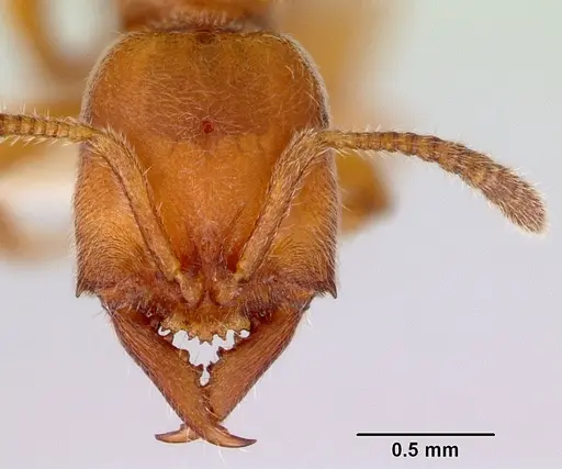 Fulakora gracilis specimen CASENT0172199 image casent0172199_2