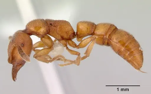 Fulakora gracilis specimen CASENT0172199 image casent0172199_3