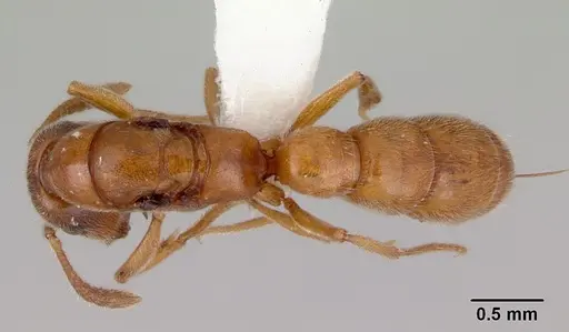 Fulakora gracilis specimen CASENT0172200 image casent0172200_1