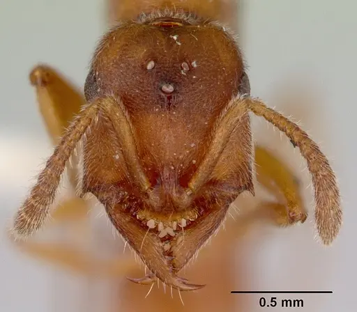 Fulakora gracilis specimen CASENT0172200 image casent0172200_2