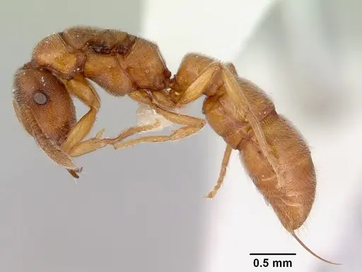 Fulakora gracilis specimen CASENT0172200 image casent0172200_3