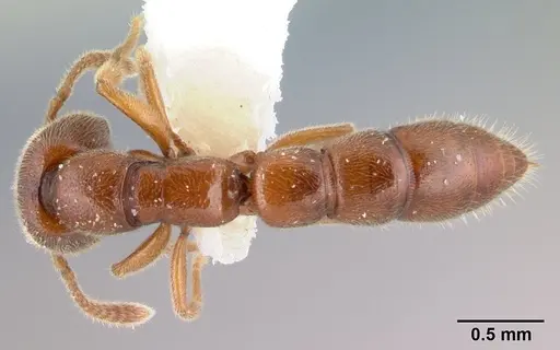 Fulakora gracilis specimen QMT152681 image qmt152681_1