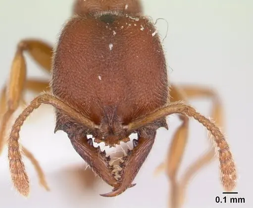 Fulakora gracilis specimen QMT152681 image qmt152681_2