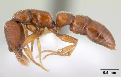 Fulakora gracilis specimen QMT152681 image qmt152681_3