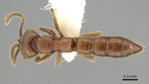Fulakora gracilis specimen QMT152684 image qmt152684_1