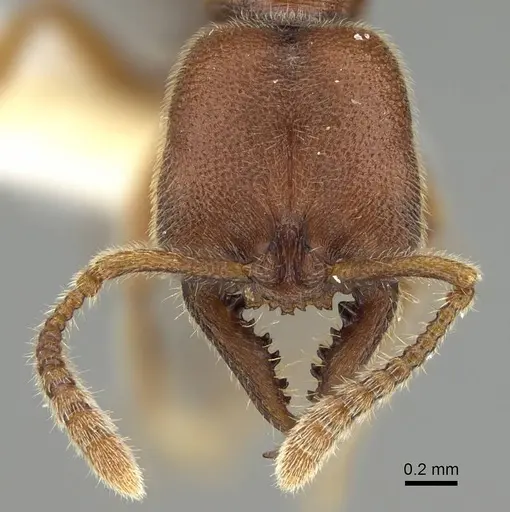 Fulakora gracilis specimen QMT152684 image qmt152684_2