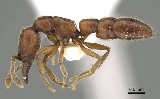 Fulakora gracilis specimen QMT152684 image qmt152684_3