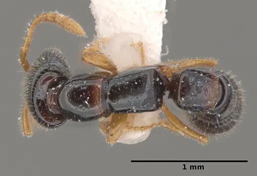 Fulakora heraldoi specimen INPA-HYM-034964 image inpa-hym-034964_1
