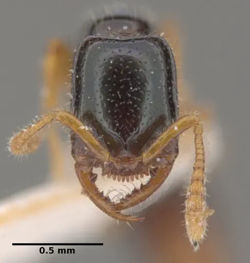 Fulakora heraldoi specimen INPA-HYM-034964 image inpa-hym-034964_2