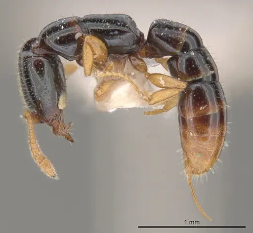 Fulakora heraldoi specimen INPA-HYM-034964 image inpa-hym-034964_3