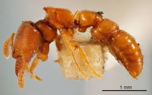 Fulakora lucida specimen ANTWEB1008135 image antweb1008135_2