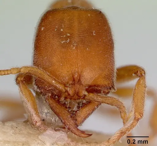 Fulakora lucida specimen CASENT0172215 image casent0172215_2