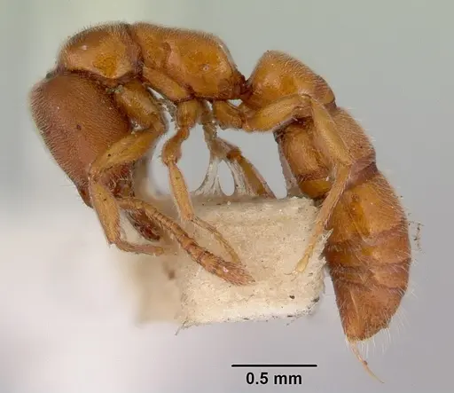 Fulakora lucida specimen CASENT0172215 image casent0172215_3