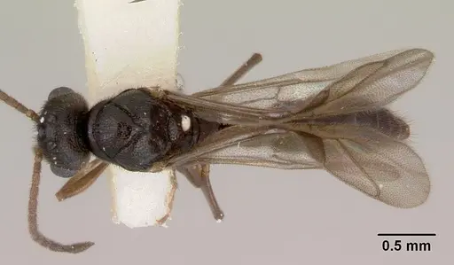 Fulakora lucida specimen CASENT0172216 image casent0172216_1
