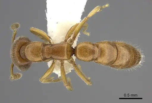 Fulakora lucida specimen CASENT0260449 image casent0260449_1