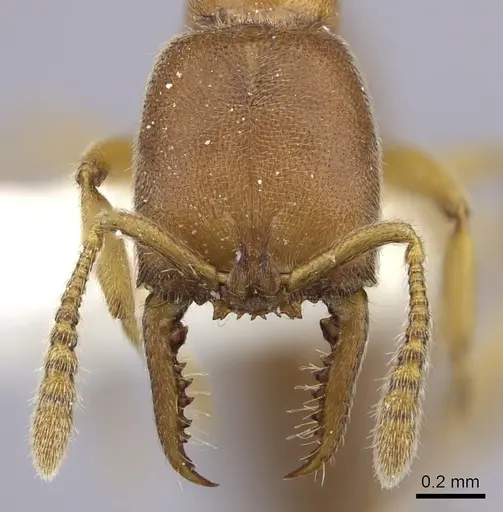 Fulakora lucida specimen CASENT0260449 image casent0260449_2