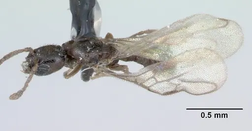 Fulakora minima specimen CASENT0172795 image casent0172795_1