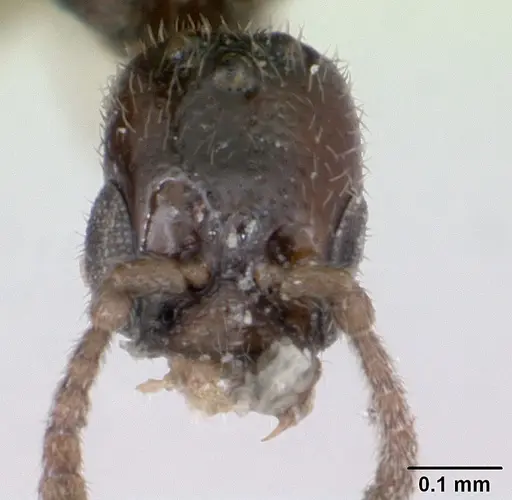 Fulakora minima specimen CASENT0172795 image casent0172795_2