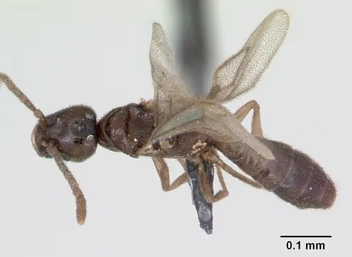Fulakora minima specimen CASENT0172796 image casent0172796_1